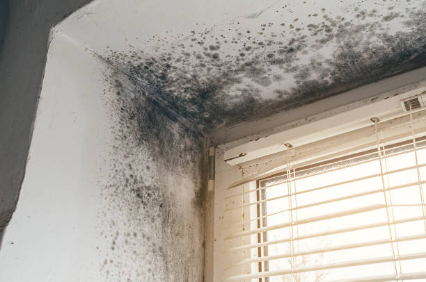 Affordable Black Mold Remediation solutions in Milroy, PA